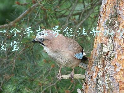一个手机号能注册几个淘宝