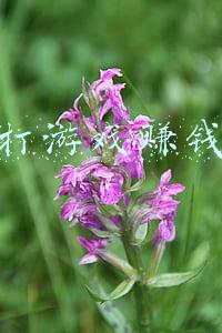 打游戏赚钱的平台(日精进396-盘点14个能赚钱的平台)