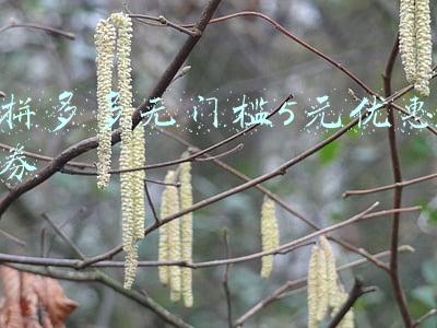 拼多多无门槛5元优惠券