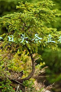 今日头条直播和抖音直播是一起的吗(抖音、西瓜视频、今日头条获德甲新赛季直播版权，用户可对比赛二次创作)