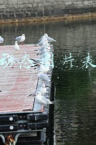 微信动态图片表情包
