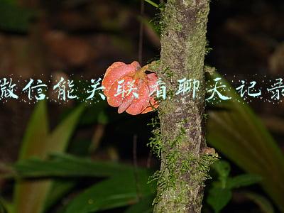 微信能关联看聊天记录