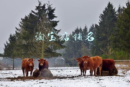 淘宝店铺名