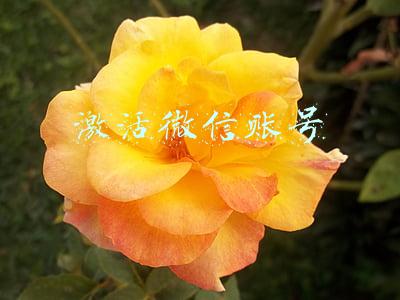 激活微信账号
