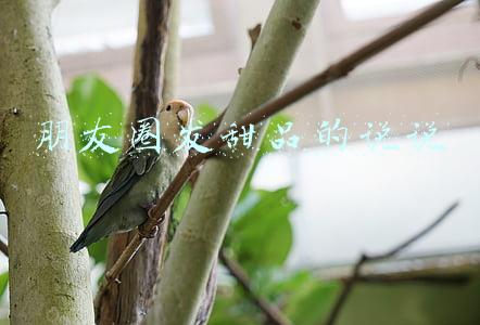 朋友圈发甜品的说说