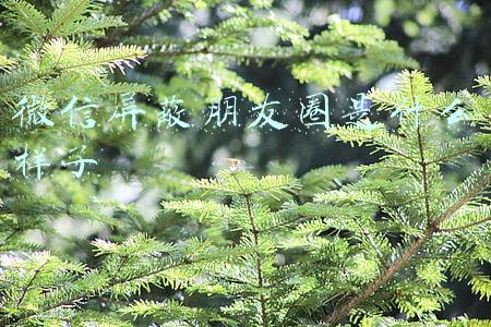 微信屏蔽朋友圈是什么样子