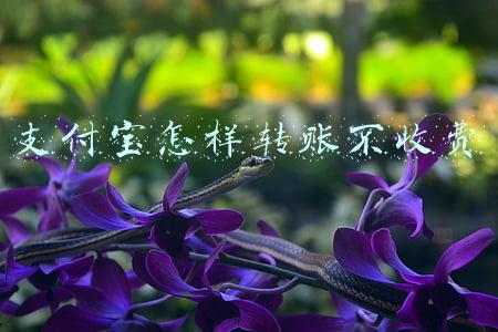 支付宝怎样转账不收费