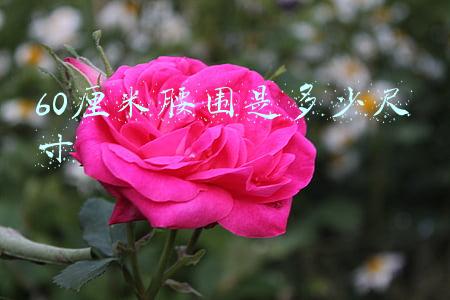 60厘米腰围是多少尺寸