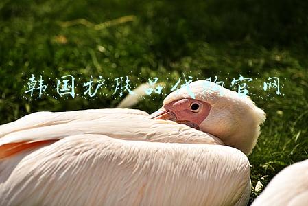 韩国护肤品代购官网
