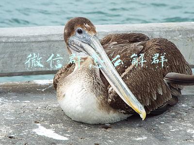 微信群怎么解群