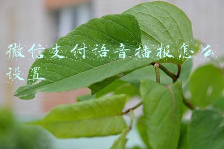 微信支付语音播报怎么设置