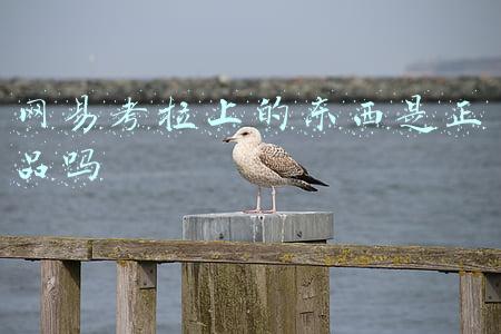 网易考拉上的东西是正品吗