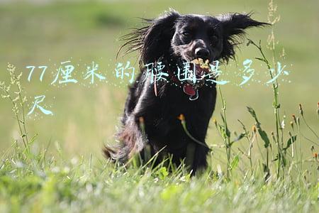 77厘米的腰围是多少尺