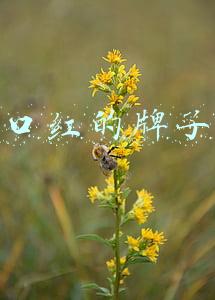 口红的牌子