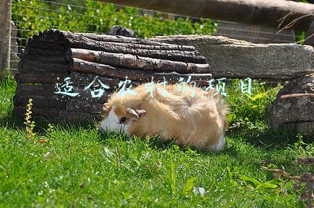 适合农村的项目