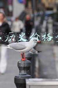 京东历史价格查询