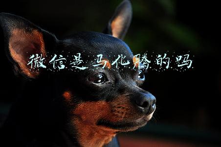 微信是马化腾的吗