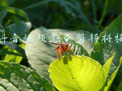 抖音视频怎么剪辑拼接