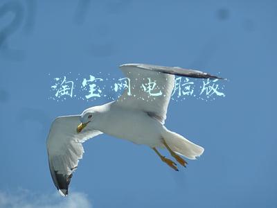 淘宝网电脑版