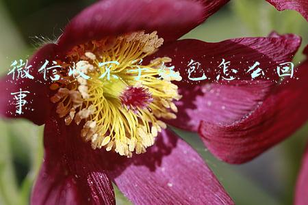 微信收不了红包怎么回事