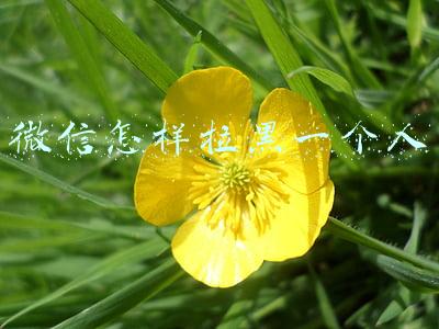 微信怎样拉黑一个人并在黑名单删除(微信拉黑删除)