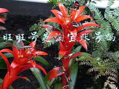 淘宝旺旺账号查询(怎么查询淘宝旺旺交易量？)