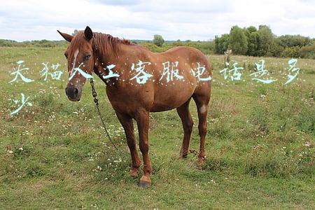 天猫人工客服电话是多少