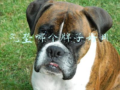 气垫哪个牌子好用