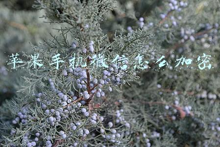 苹果手机微信怎么加密