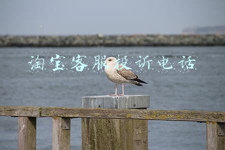 淘宝客服投诉电话