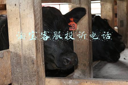 淘宝客服投诉电话