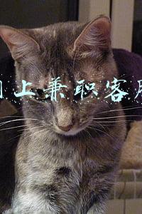 网上兼职客服怎么找(?开启第一份副业：京东居家兼职，在线客服)