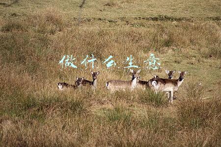做什么生意