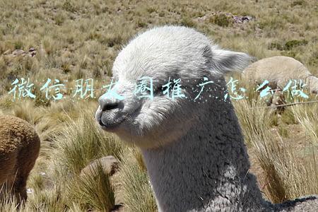 微信朋友圈推广怎么做