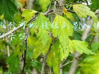 微信可以转账到别人银行卡吗 需要手续费吗(跨行转账、取现，怎么做没有手续费？)