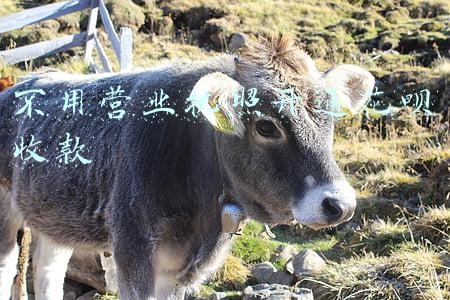 开通营业执照(营业执照注册流程)