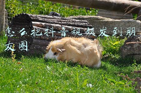 怎么把抖音视频发到朋友圈