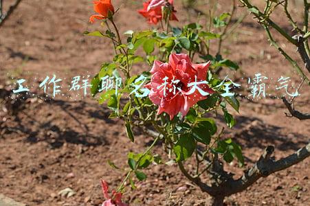 工作群聊名称大全 新颖(大揭秘！原来CNUer们的宿舍群名都这么有趣)