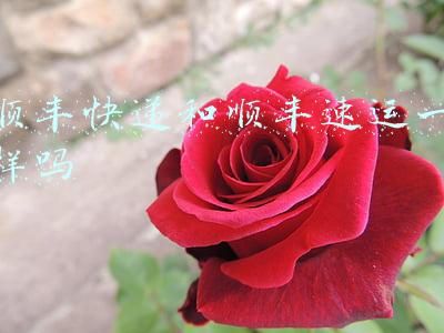 顺丰快递跟速运有什么区别(顺丰速运和其他快递的区别)