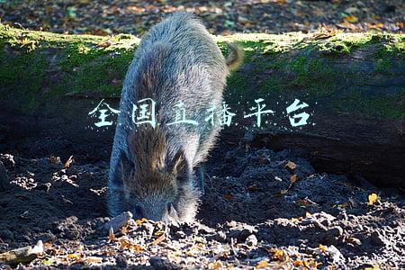 全国直播平台