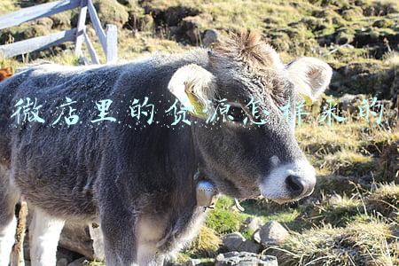 微店批发货源(微店升级货源市场开放供应商入驻 引入“放心选”标准)