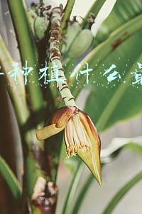 2014种植什么最赚钱