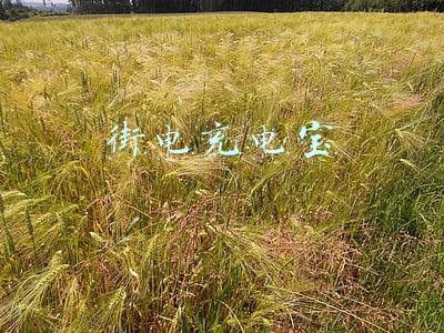街电充电宝