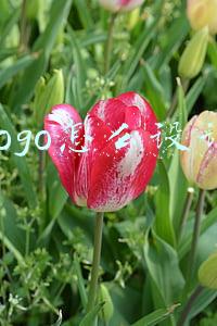 logo怎么设计