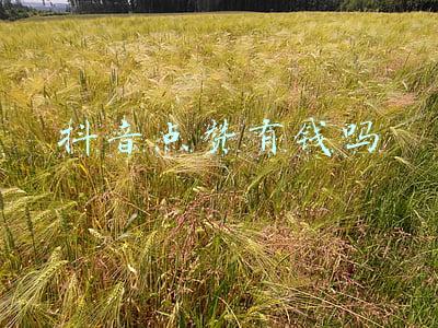 抖音点赞有钱吗