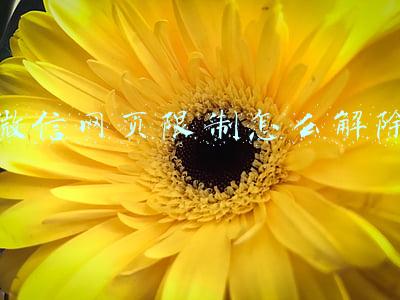 微信网页限制怎么解除