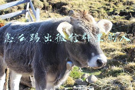 怎么踢出微信群里的人