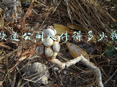 快递收件多少钱一个件(多家快递公司宣布上调派费 9月1日起全网派费涨价1毛)
