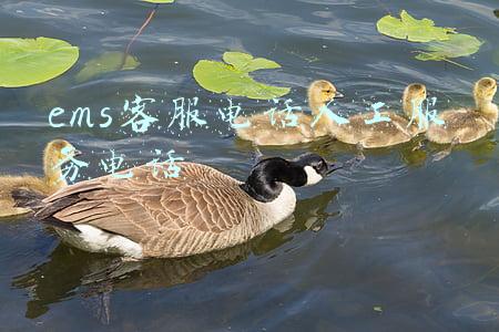广州邮政ems客服电话人工服务电话(广州最新提醒)