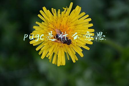 pugc是什么意思